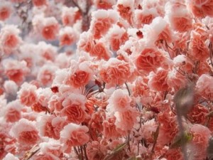 秘密入口专属宅基地的解除方法有哪些(揭秘秘密入口专属宅基地的解除方法与技巧分享)