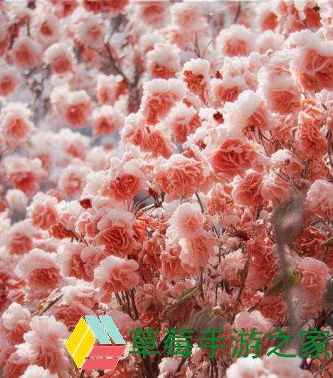 秘密入口专属宅基地的解除方法有哪些(揭秘秘密入口专属宅基地的解除方法与技巧分享)